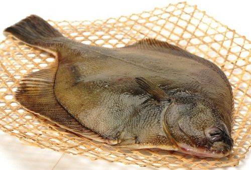 fresh flounder