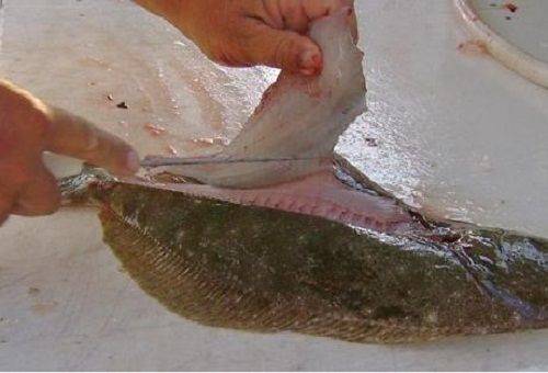 fish fillet branch