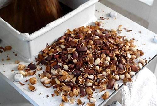 Pine Nuts Cleaning