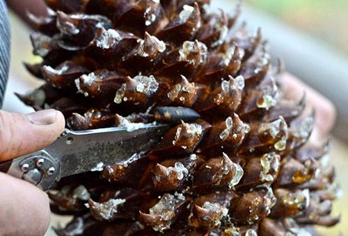 Cedar cone nut extraction