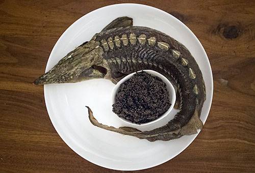 Sterlet with caviar