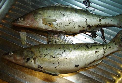 Fresh zander
