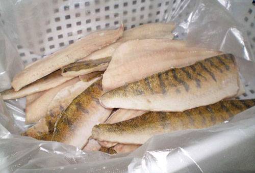 Pike perch fillet