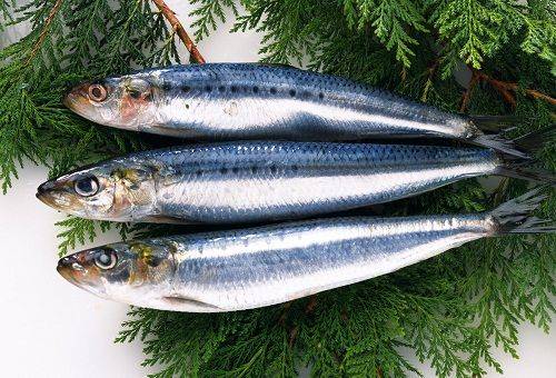 herring on the branches of a Christmas tree