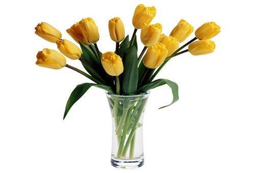 yellow tulips