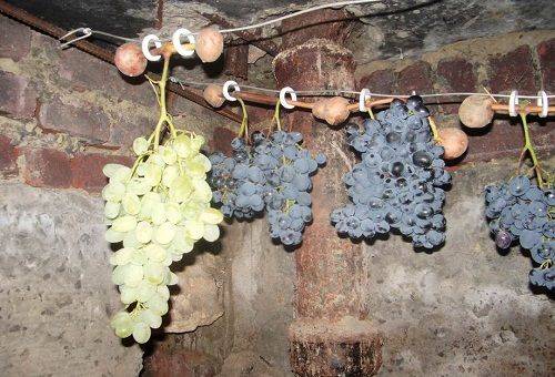 hanging grapes