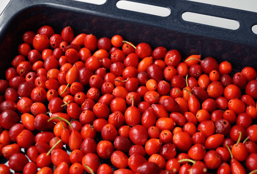 rosehip drying