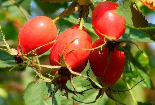 rose hip