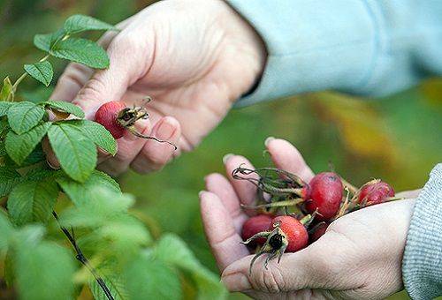 rosehip picking