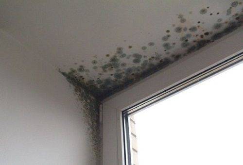 mold on the windows