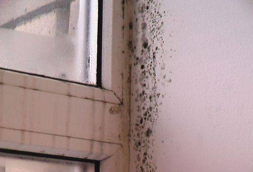 mold on the windows