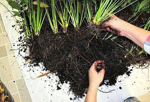 Transplantation and reproduction of spathiphyllum
