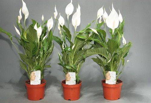 Spathiphyllum in pots