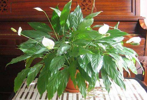 Canniferous spathiphyllum