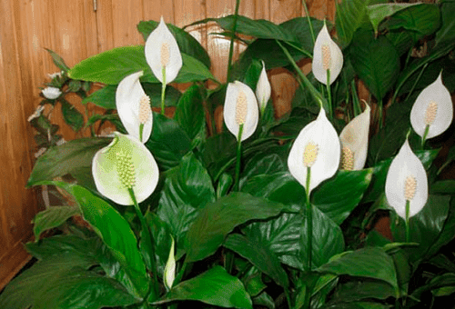 Spathiphyllum spoon-shaped