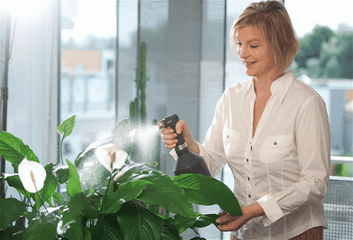 watering Spathiphyllum