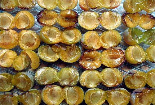 prune drying
