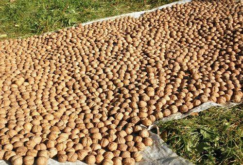 tarp walnut drying