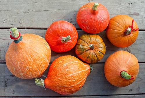 Cucurbita Pumpkins