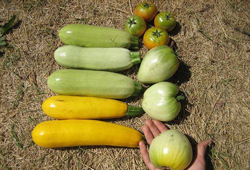 Zucchini in the sun