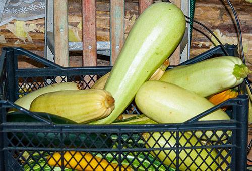 Zucchini