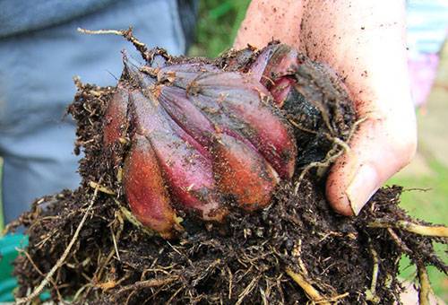 Dug Onion Lily