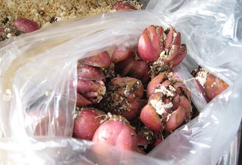 Bulbs of lilies in a plastic bag