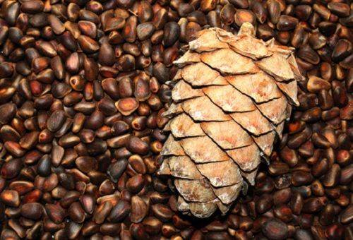 Pine nuts