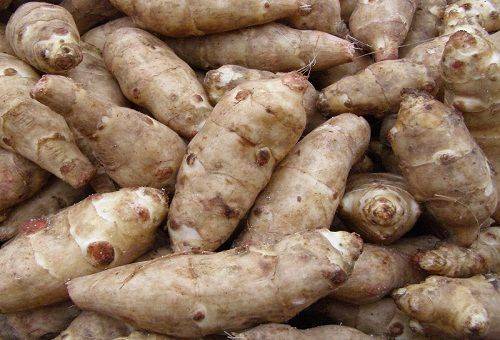 Jerusalem artichoke plant
