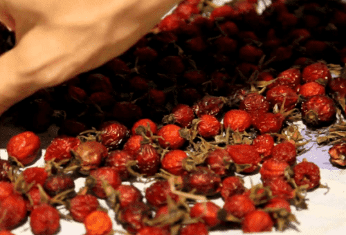 drying hawthorn