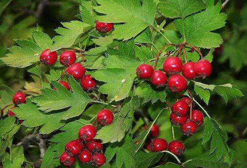 hawthorn fruit
