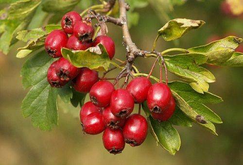 hawthorn fruit