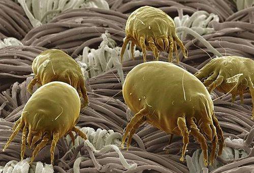 dust mite
