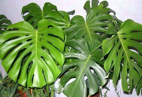 monstera leaves