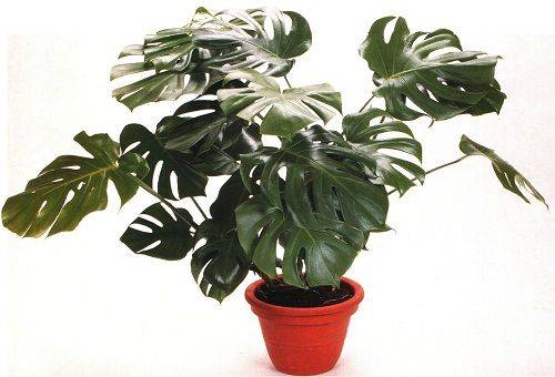 home monstera
