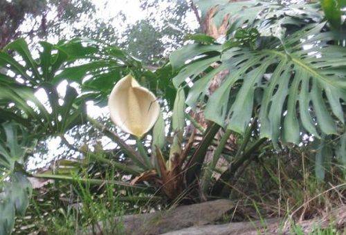 giant monstera