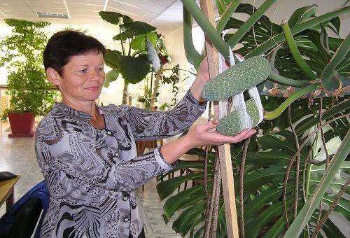 monstera in the greenhouse