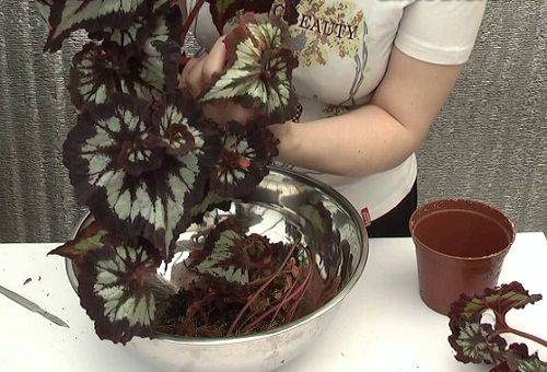 Begonia transplantācija