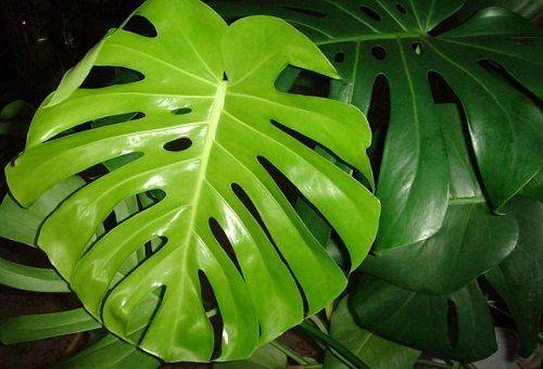 monstera lapa