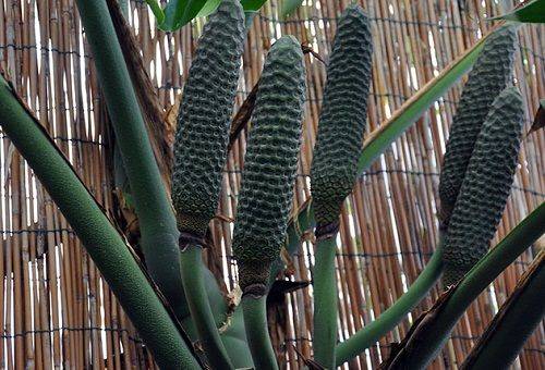 monstera augļi