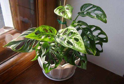monstera mājās