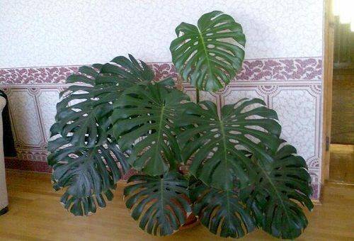 monstera mājās