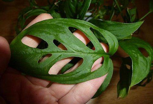 monstera lapa