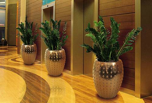 Zamioculcas vestibilā