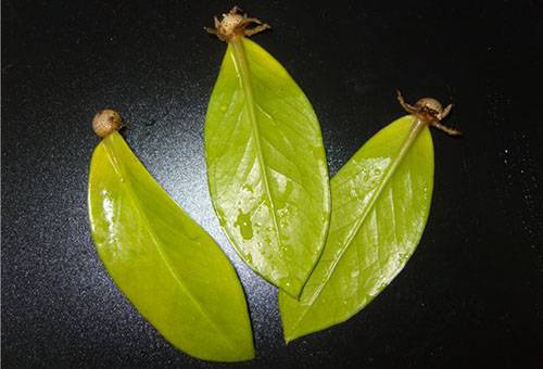 Diedzētas Zamioculcus lapas