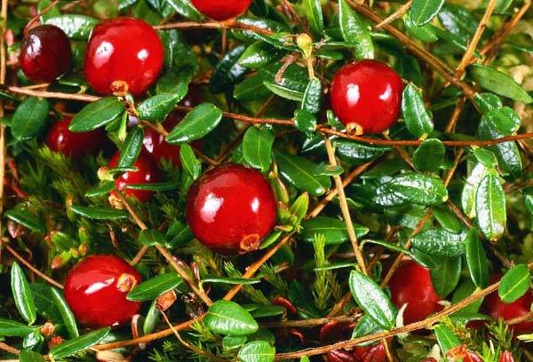 Cranberry bush