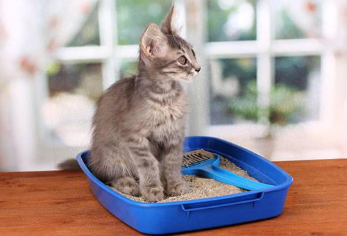 Kitten in a tray