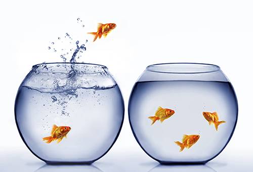 Goldfish jumping out of an aquarium