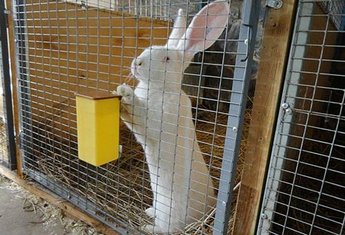 Rabbit in a cage