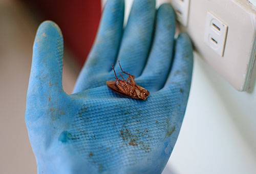 Dead cockroach
